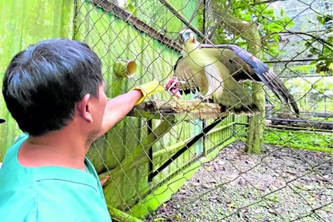 PH eagle tracked in study shot, wounded by poachers