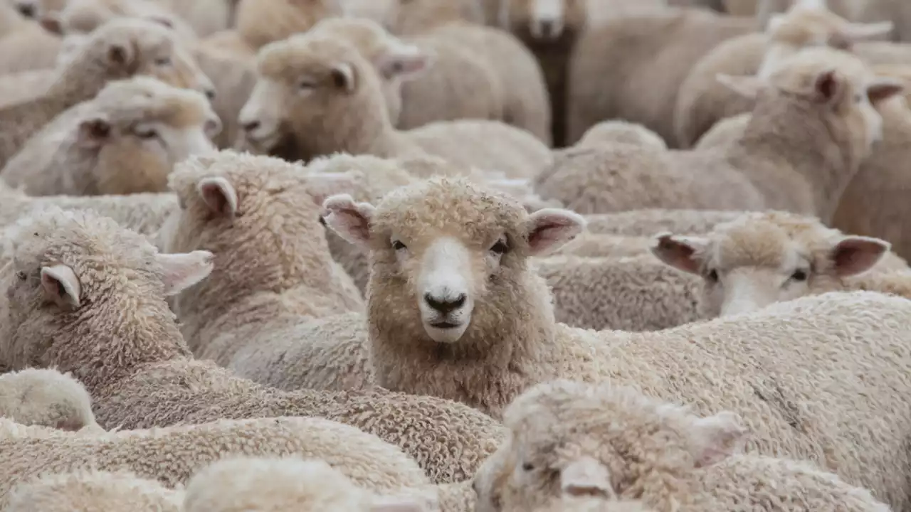 World's first low methane-emitting sheep joins forces with UK farmers