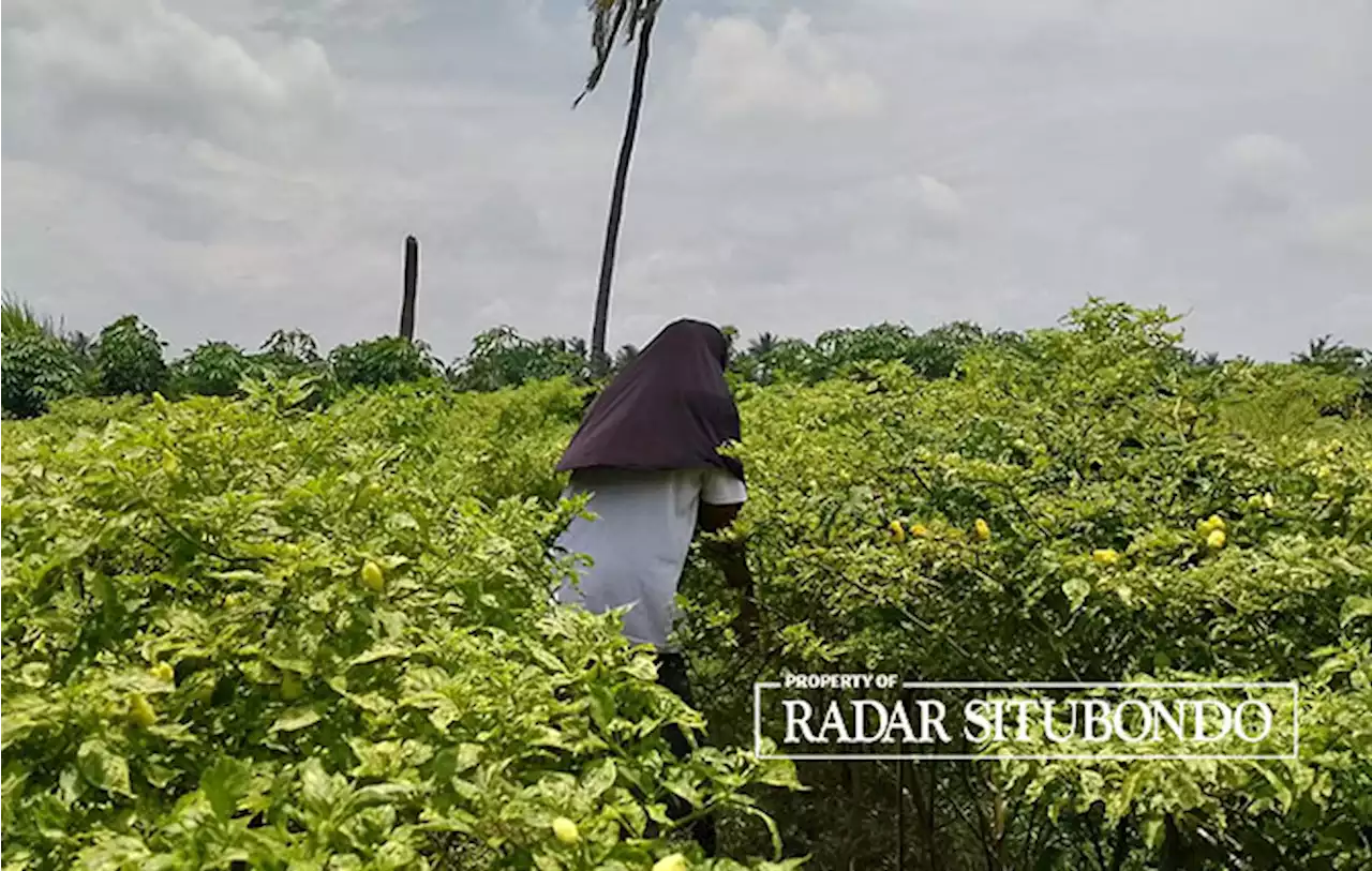 Petani Cabai Keluhkan Cuaca Ekstrem, Tanaman Usia 40 Hari Rusak