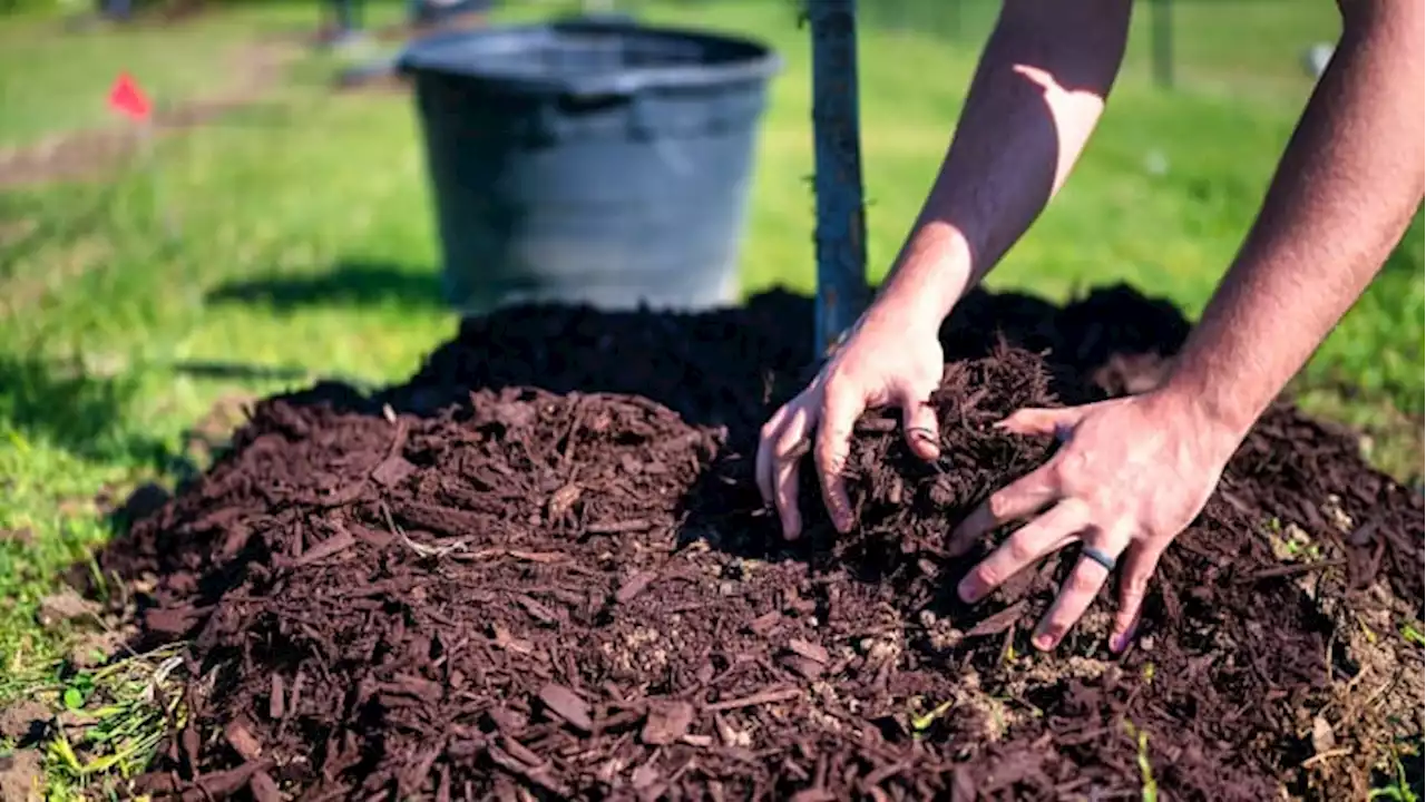 Don’t do a volcano: This is how experts say to mulch a tree properly