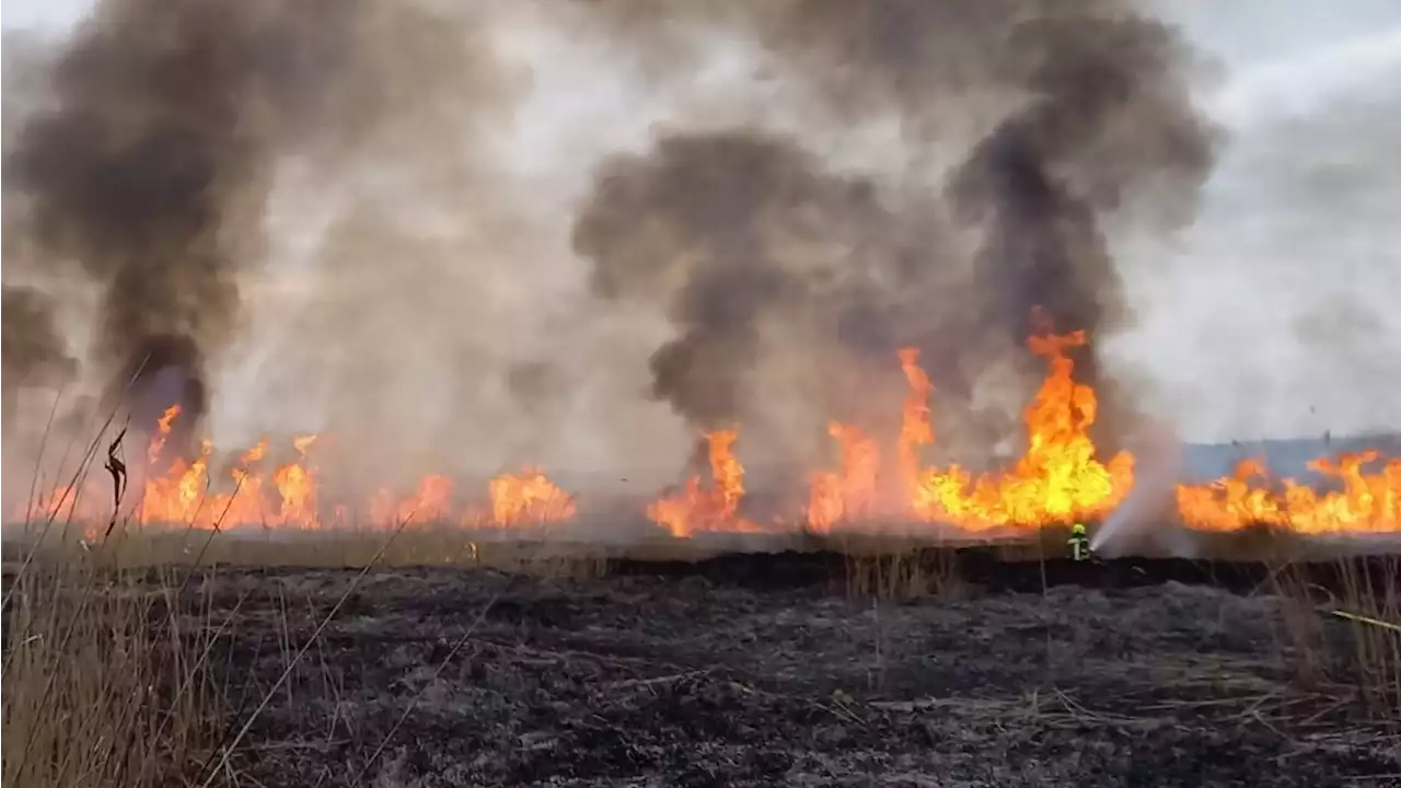 Großbrand beim Neusiedler See: Schilf in Flammen