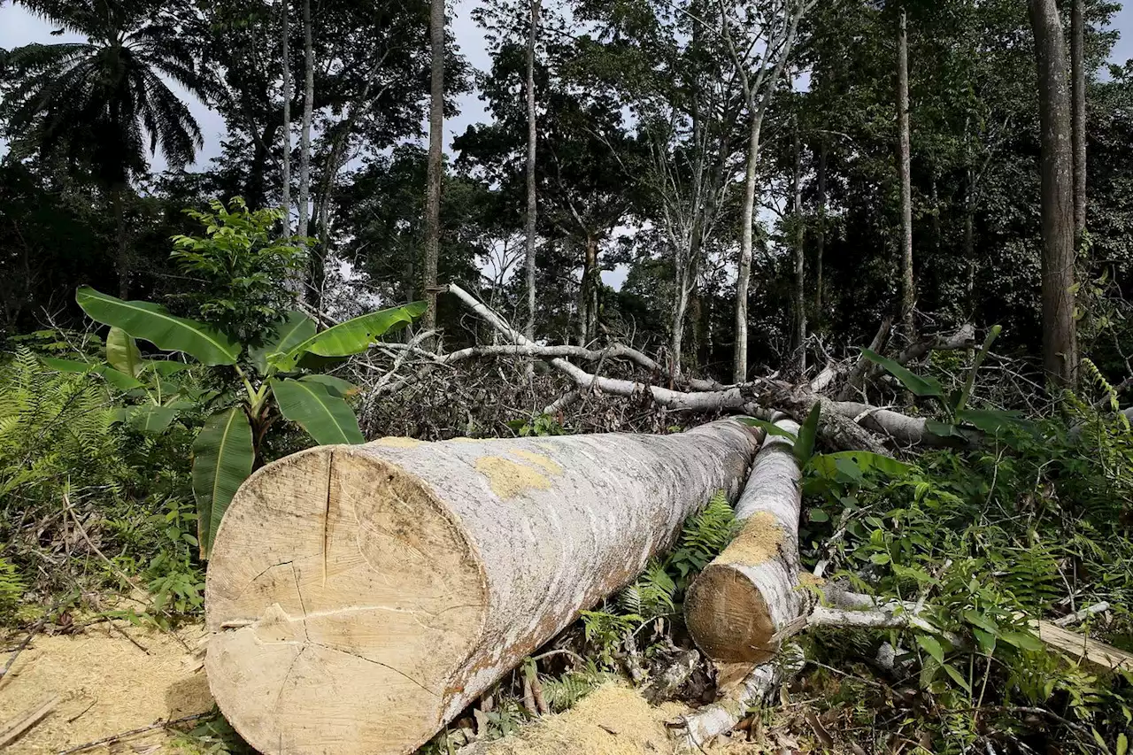 One Forest Summit : trouver des solutions pour préserver les écosystèmes forestiers