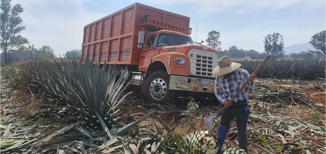 La Jornada: El sector tequilero de Guanajuato y Jalisco impulsa prácticas sostenibles