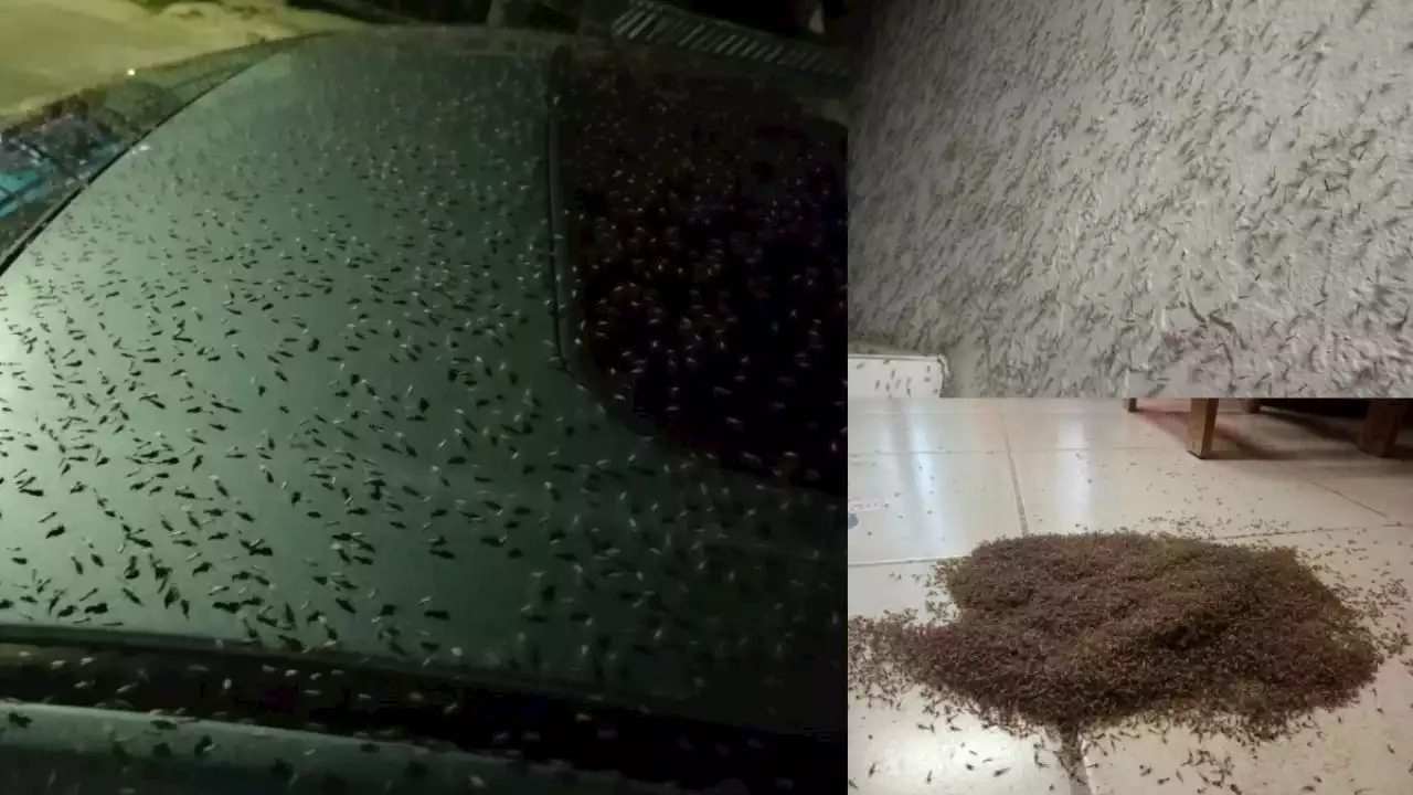 VIDEO: Plaga de mosco bobo invade sur de Quintana Roo; provoca perdida de turismo