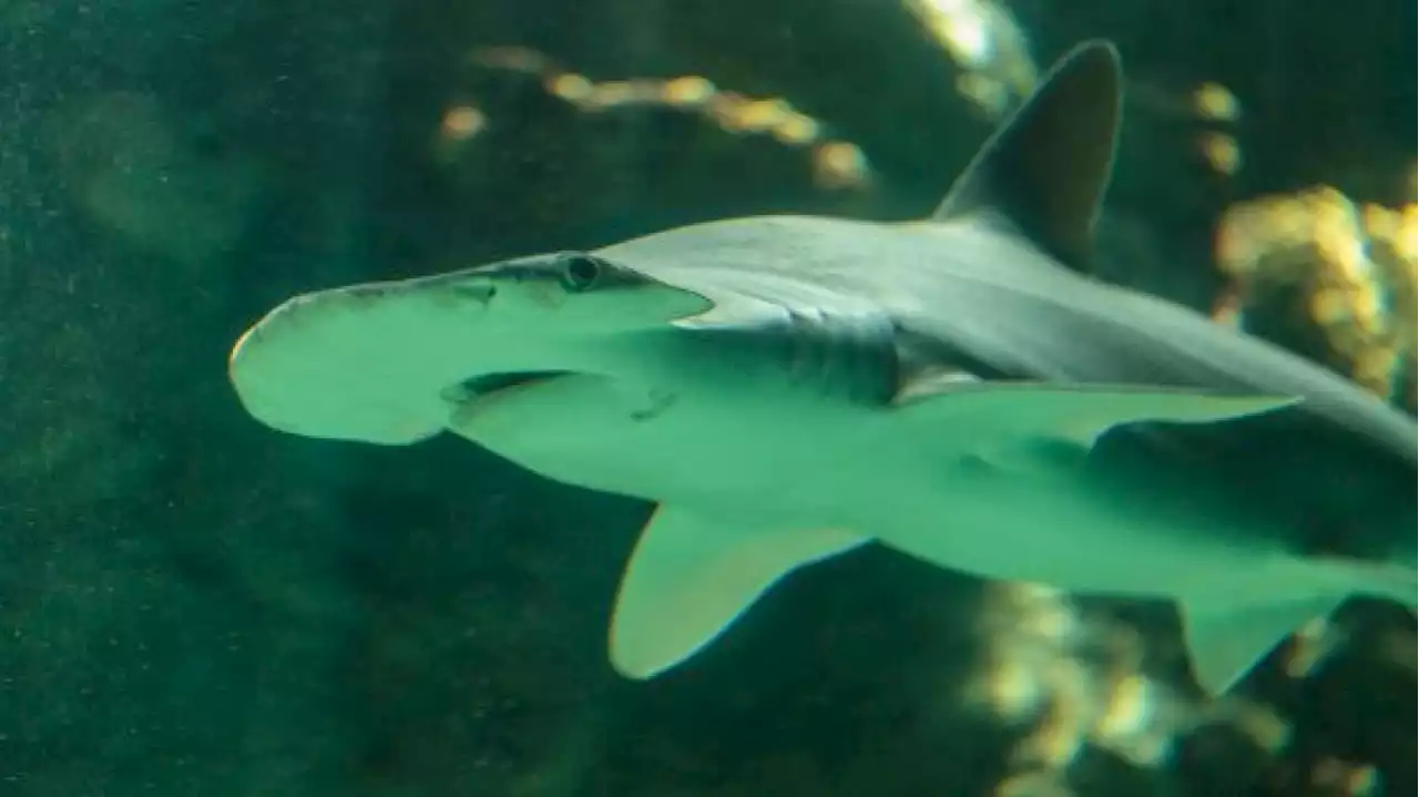 En Argentine les restes d’un pêcheur porté disparu retrouvés dans l’estomac d’un requin