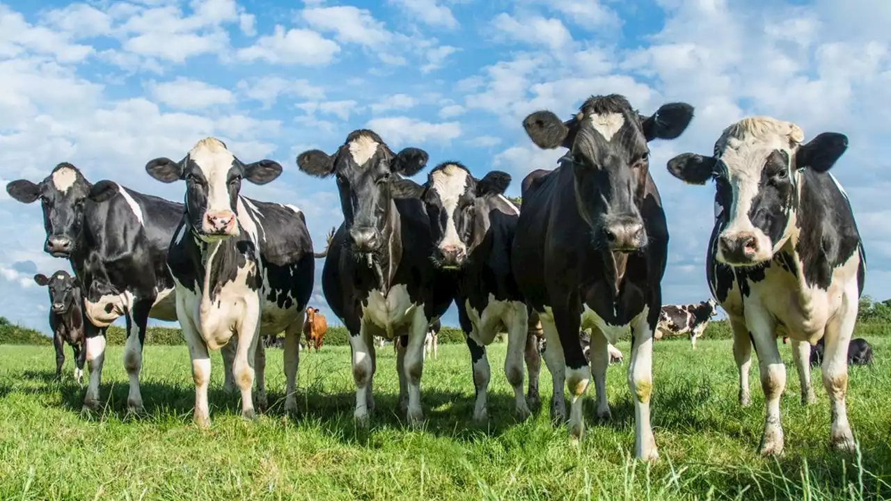 Un litre de lait bio sur trois est aujourd'hui vendu comme du lait ordinaire