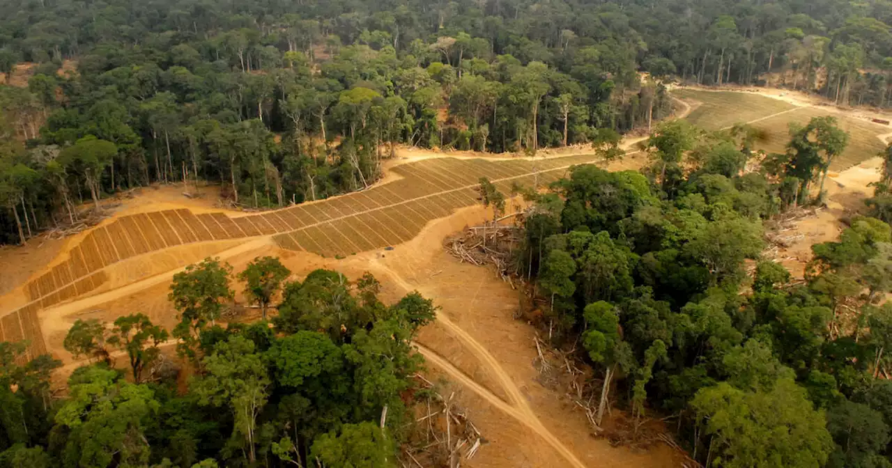 One Forest Summit : «Le Gabon veut prendre le leadership écologique en Afrique»