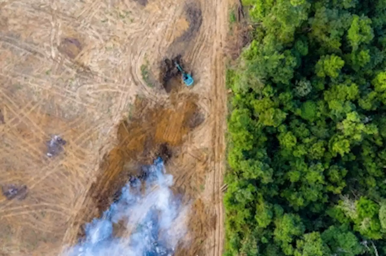 Carbon credits: A contested tool to fight deforestation