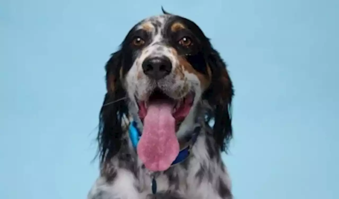 US canine with 9cm tongue named by Guinness Book of Records as dog with longest tongue (VIDEO)