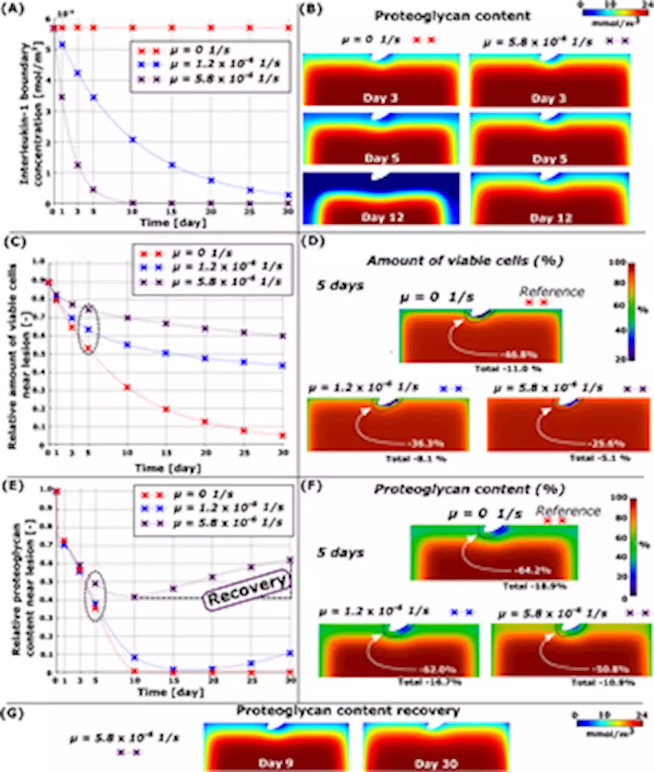 Injury-related cell death and proteoglycan loss in articular cartilage: Numerical model combining necrosis, reactive oxygen species, and inflammatory cytokines