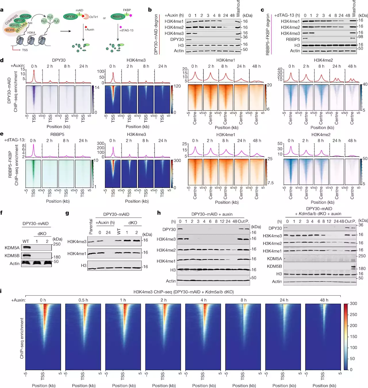 New study unveils epigenetic 'traffic lights' controlling stop and go for gene activity