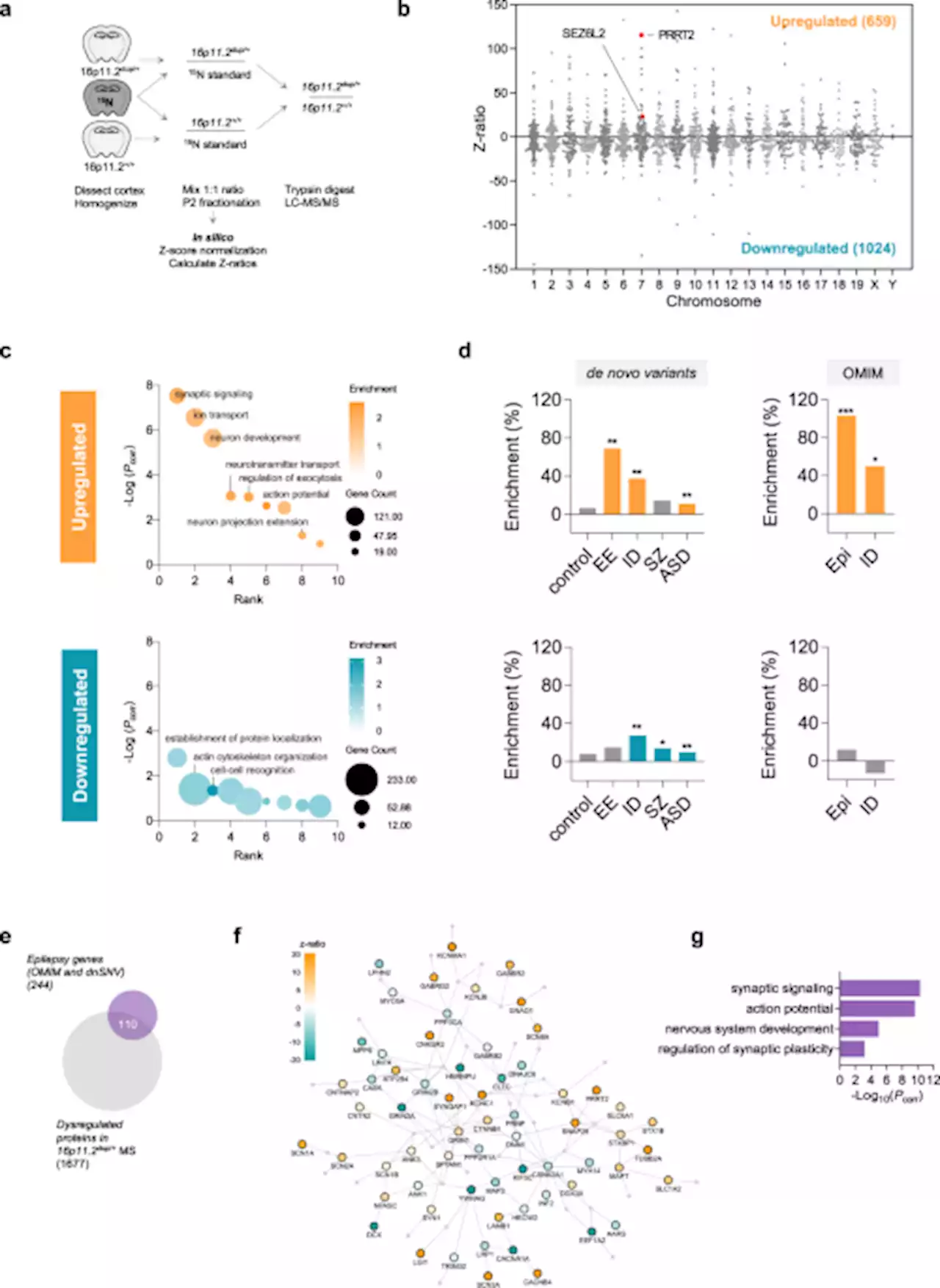 Rescue of neuropsychiatric phenotypes in a mouse model of 16p11.2 duplication syndrome by genetic correction of an epilepsy network hub - Nature Communications