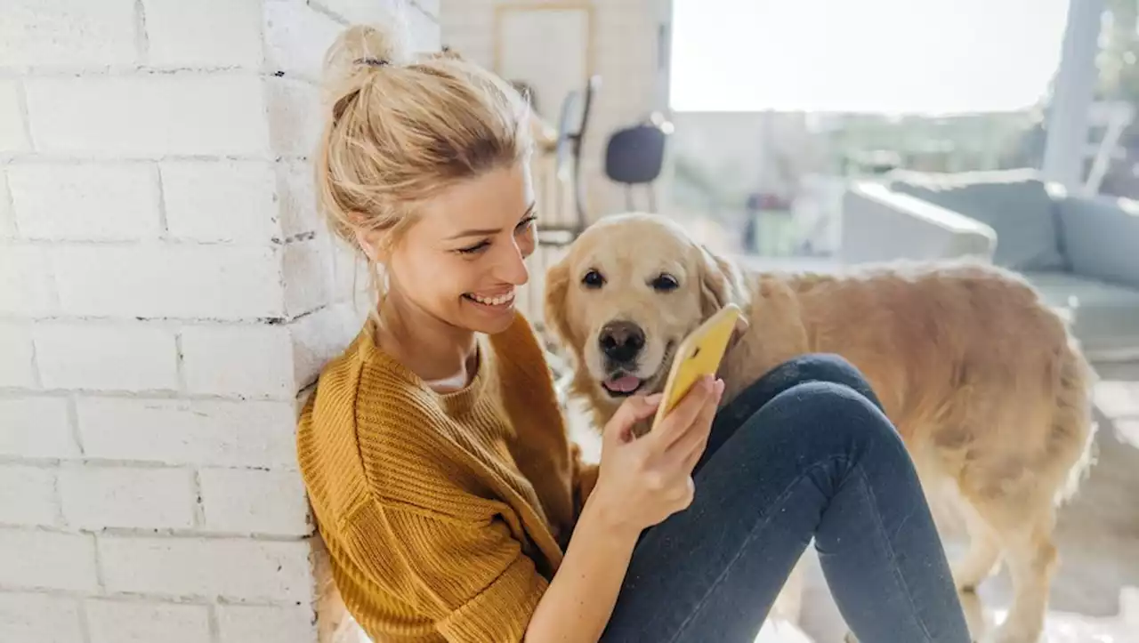 Attention aux applications liées aux animaux domestiques, elles nous espionnent