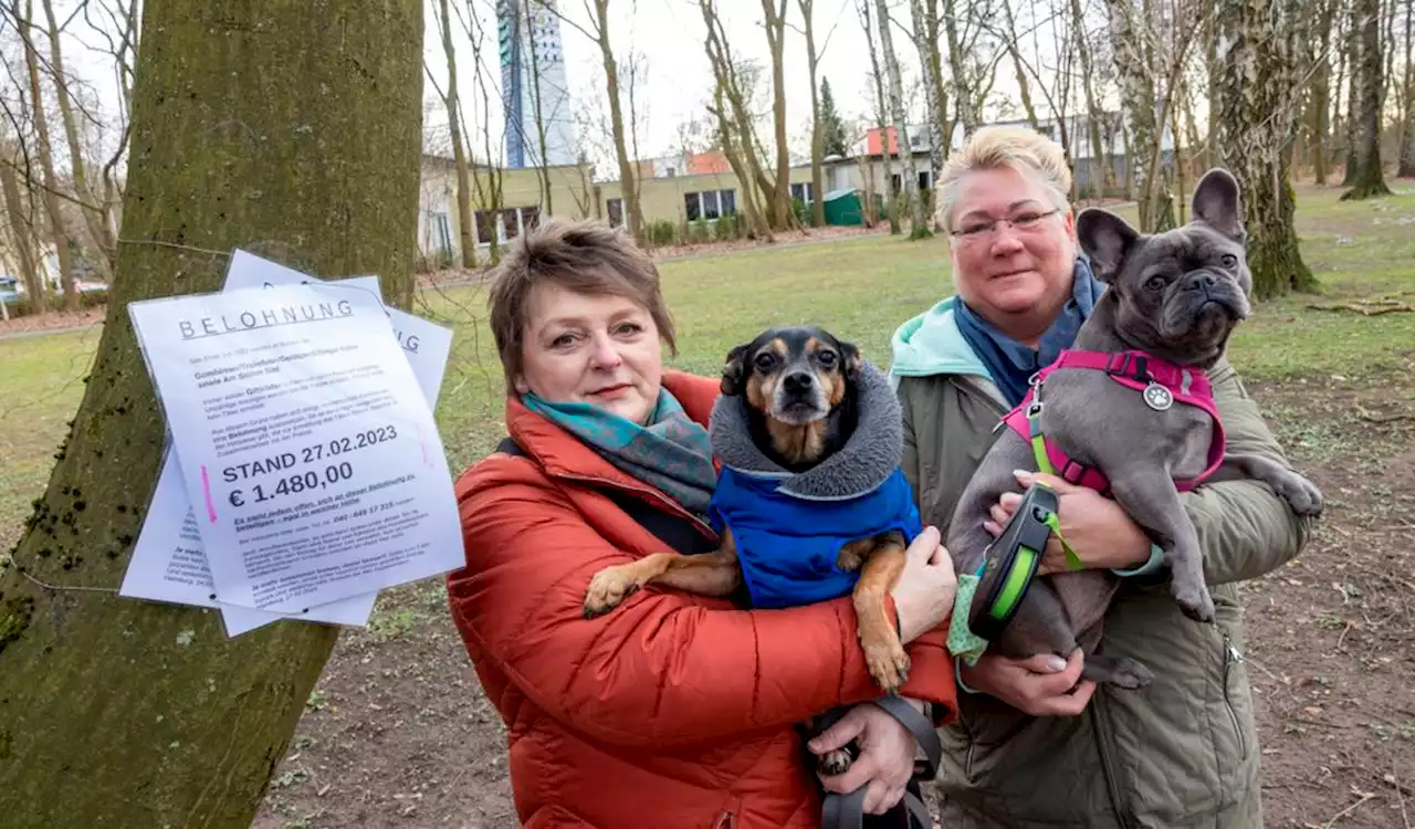 Mit Kopfgeld: Ein ganzes Viertel jagt den Hundehasser (M+)