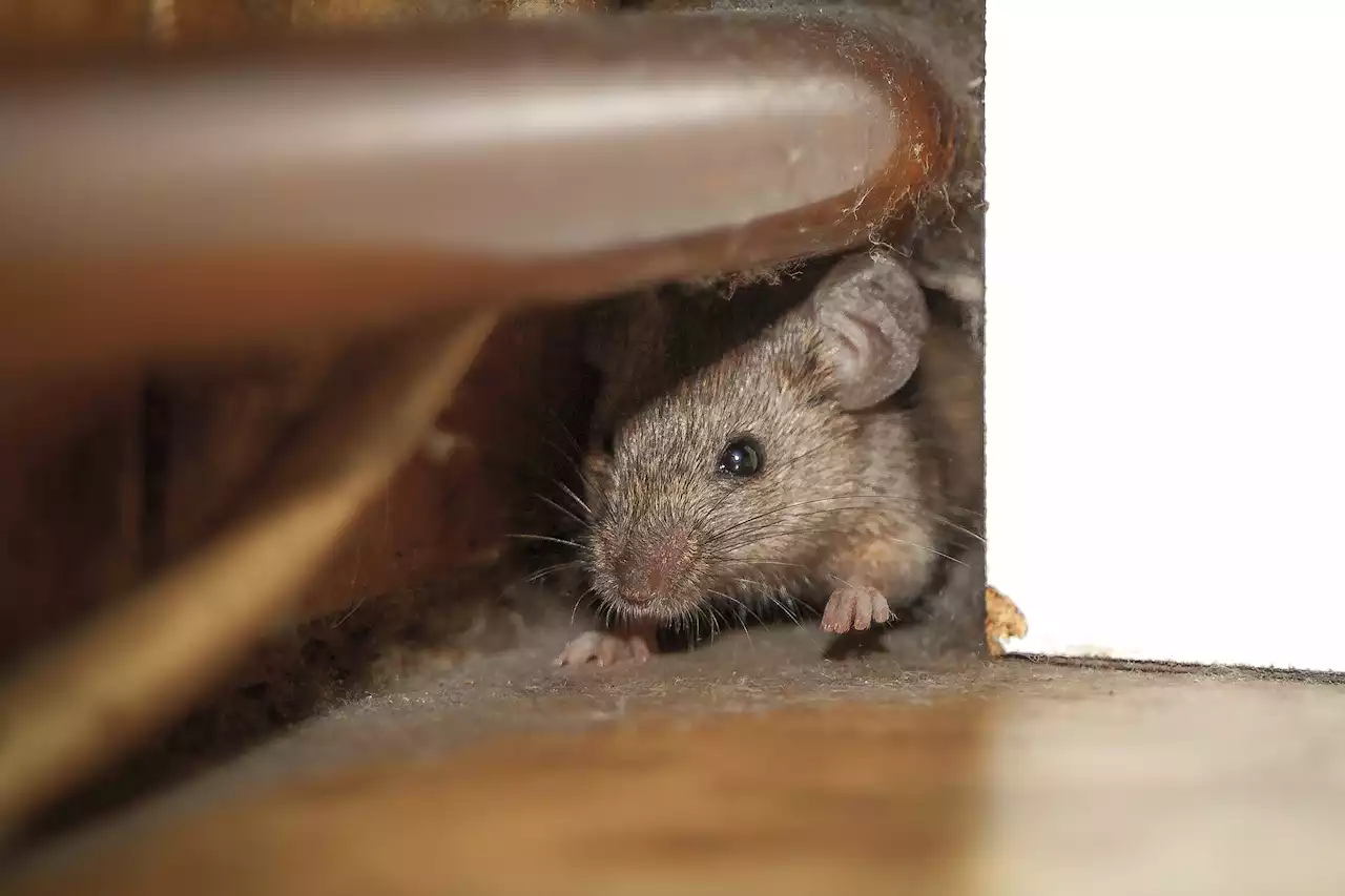 Rain, Cold Temps Cause Pests, Rodents to Flood East Bay Homes