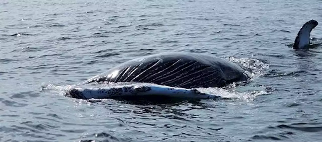 Dead humpback whale close to washing ashore at Jersey Shore beach