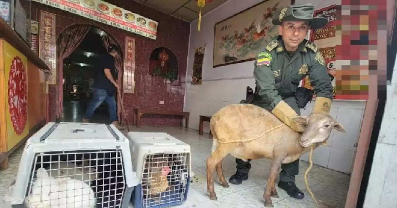 Hallan en un restaurante chino del Valle animales vivos que iban a sacrificar en la cocina