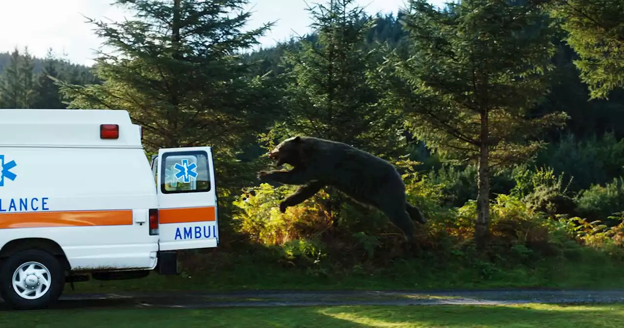 ‘This Was The Fast & the Furious — But One of the Cars Is a Bear’