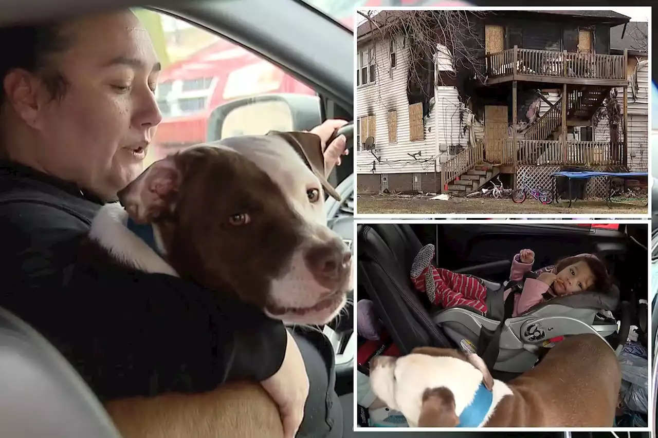 Detroit rescue dog saves new family’s baby girl by ‘running back into’ blazing house