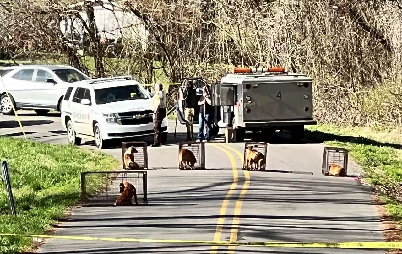 Pack of dogs fatally mauled 65-year-old found on roadside: coroner