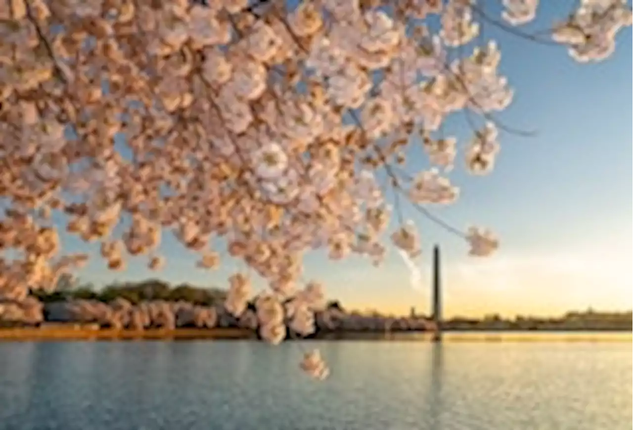 National Park Service announces cherry blossom peak bloom