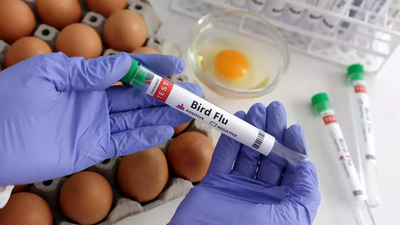 Bird flu victim had virus with mutations that made it better adapted to human cells