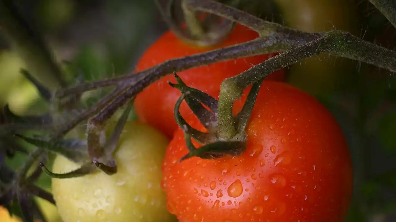 Brexit and bad planning also to blame for UK fruit and veg shortages, Spain says