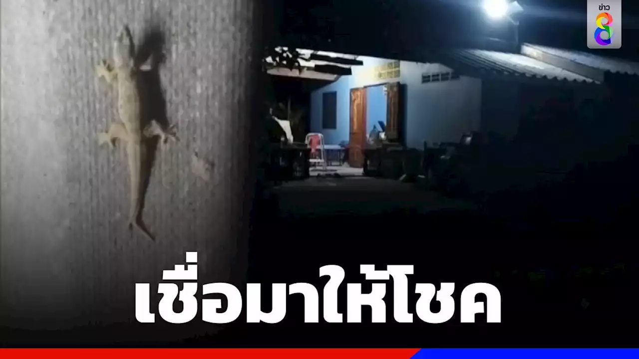 'จิ้งจกสองหาง' โผล่ก่อนวันหวยออก เชื่อมาให้โชคแห่ตีเลขเด็ด