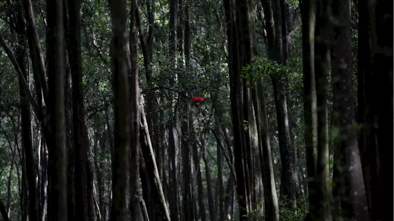 Man Survives a Month Alone in the Amazon by Eating Bugs, Drinking Urine