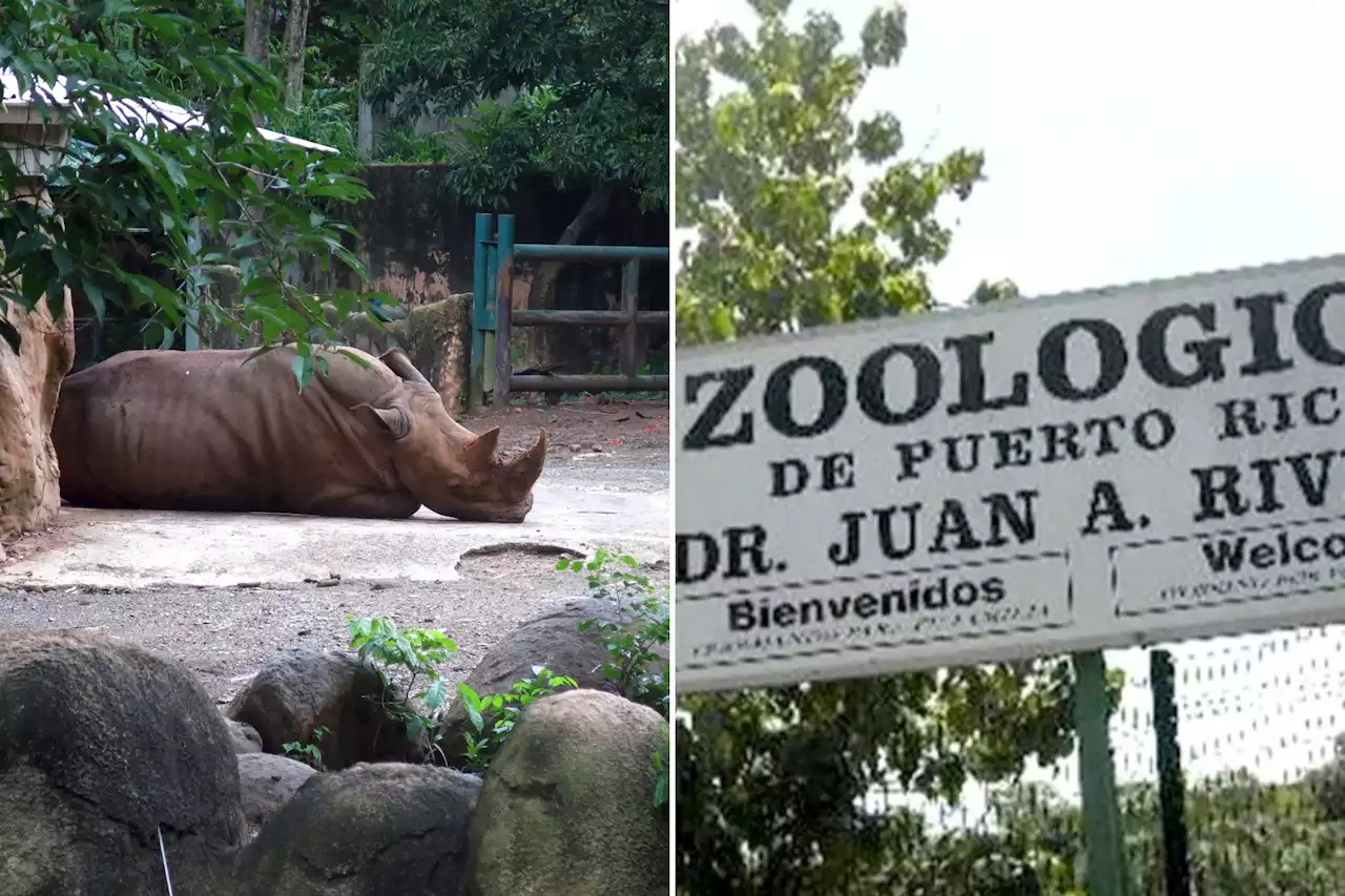 Nightmare zoo that housed lonely ape and limping rhino ordered to close