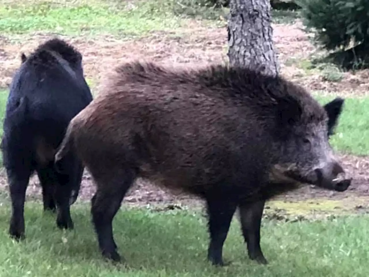 U.S. border states on alert for wild Canadian 'super pigs' that devour animals and crops