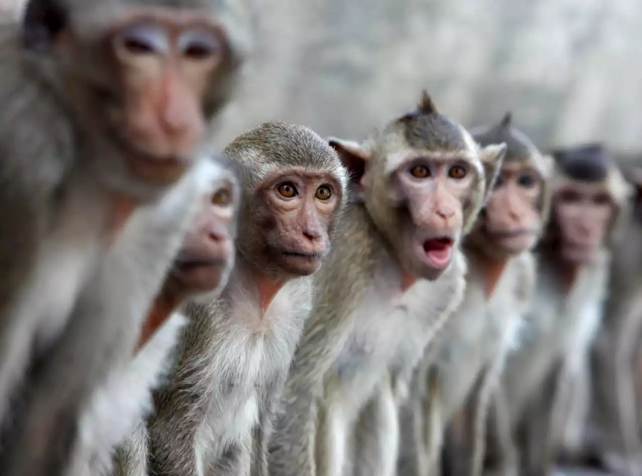 How a Cambodian monkey-smuggling ring could worsen U.S. lab shortages