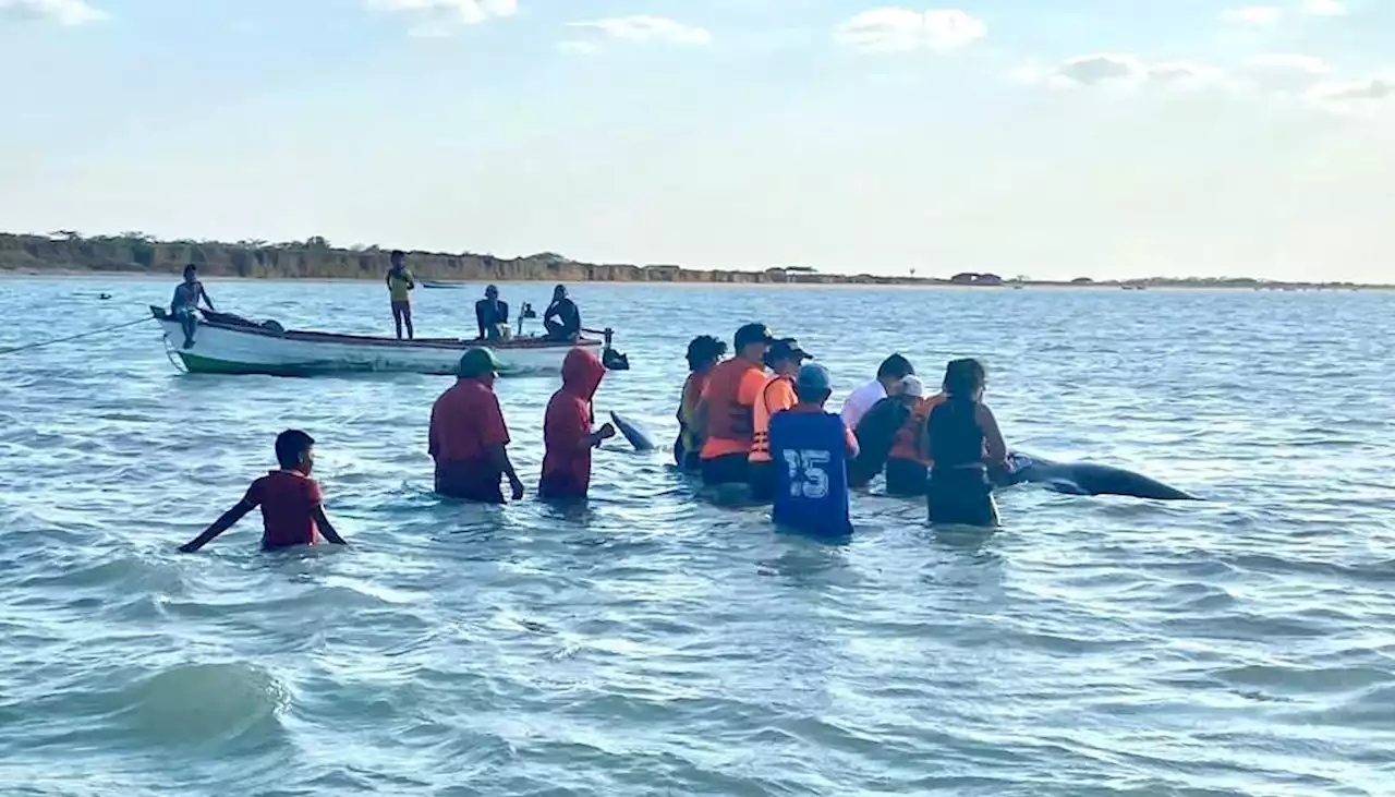 Dimar y Corpoguajira salvan a un ballenato que encalló en Uribia, La Guajira