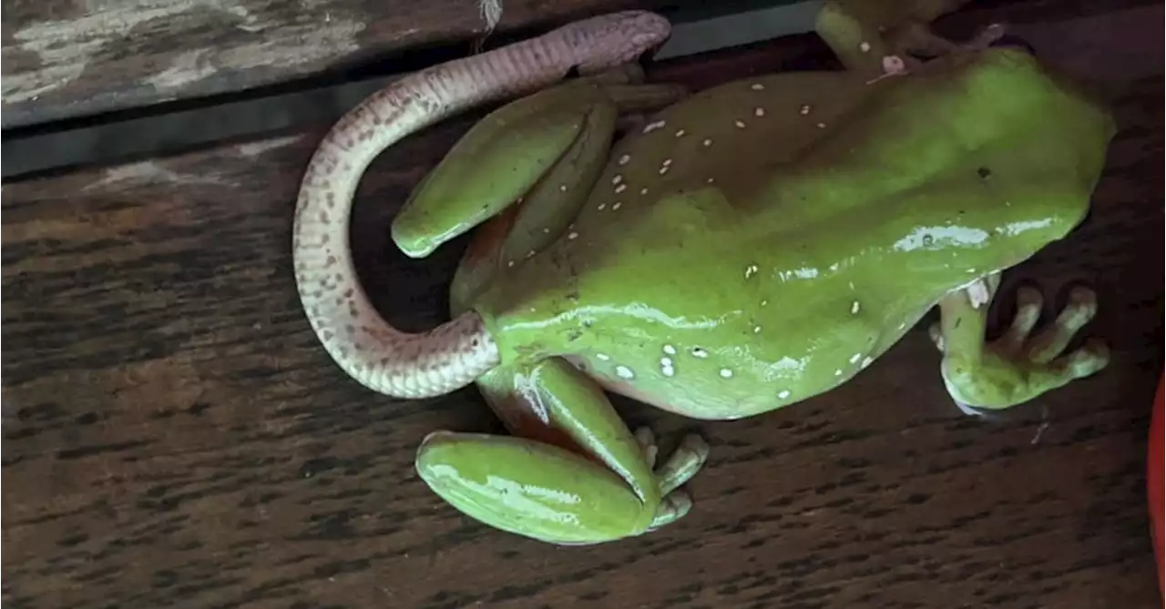 'What is going on here?': Bizarre frog footage has Aussies scratching heads