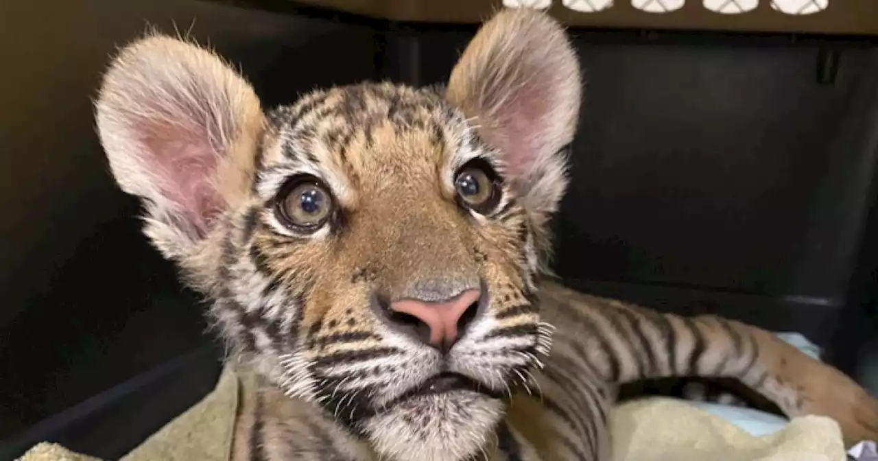 Tiger rescued by Phoenix police thriving at Valley animal sanctuary