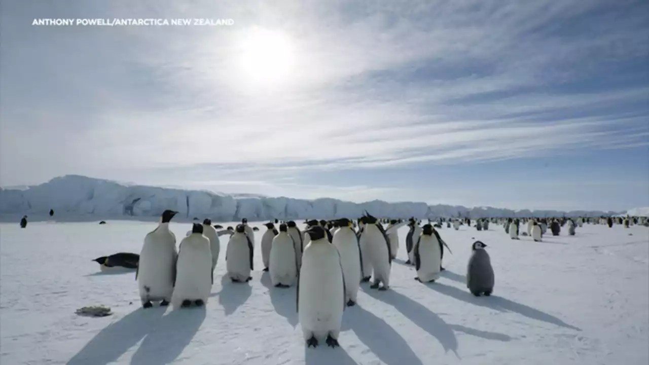 Bay Area researchers track emperor penguins in Antarctic to study effects of climate change