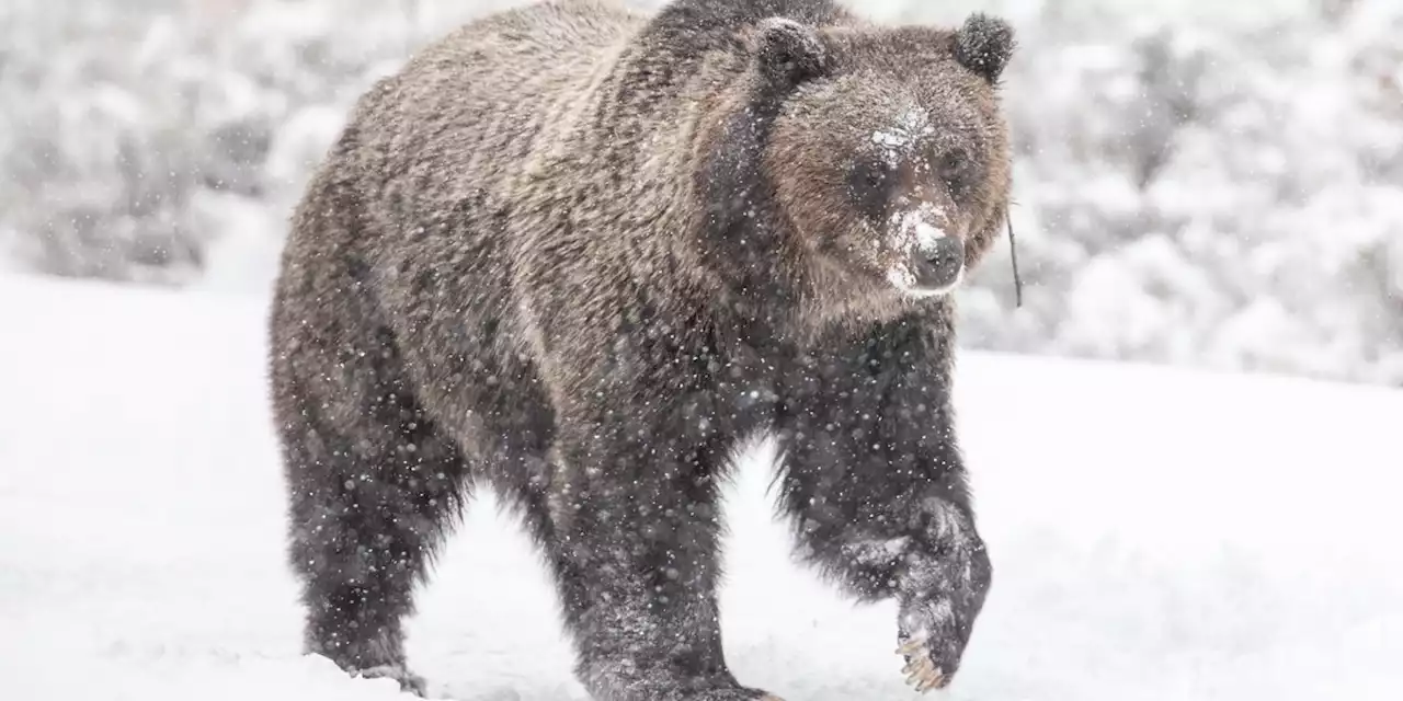 First grizzly bear of 2023 emerges from hibernation at Yellowstone National Park