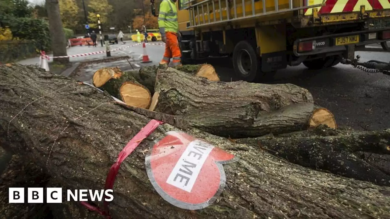 Sheffield City Council considered killing healthy trees - report