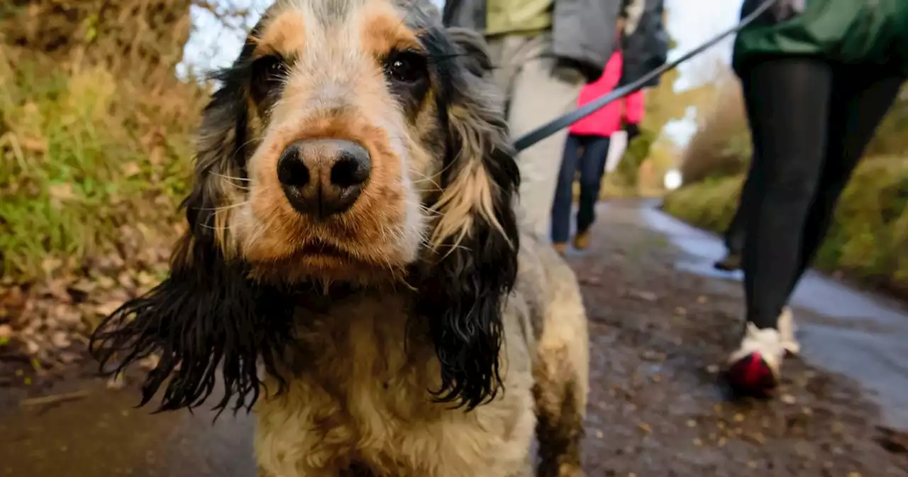 Belfast dog warden says 'responsible dog ownership' has 'gone out the window'