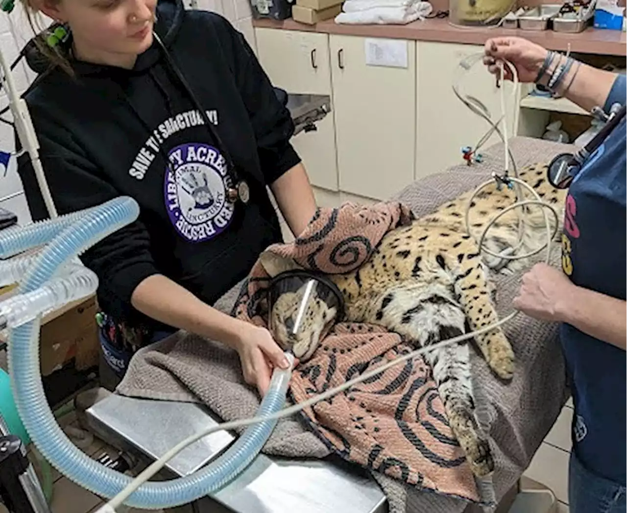 'Cocaine Serval' Captured in Ohio, Receiving Treatment at Cincinnati Zoo