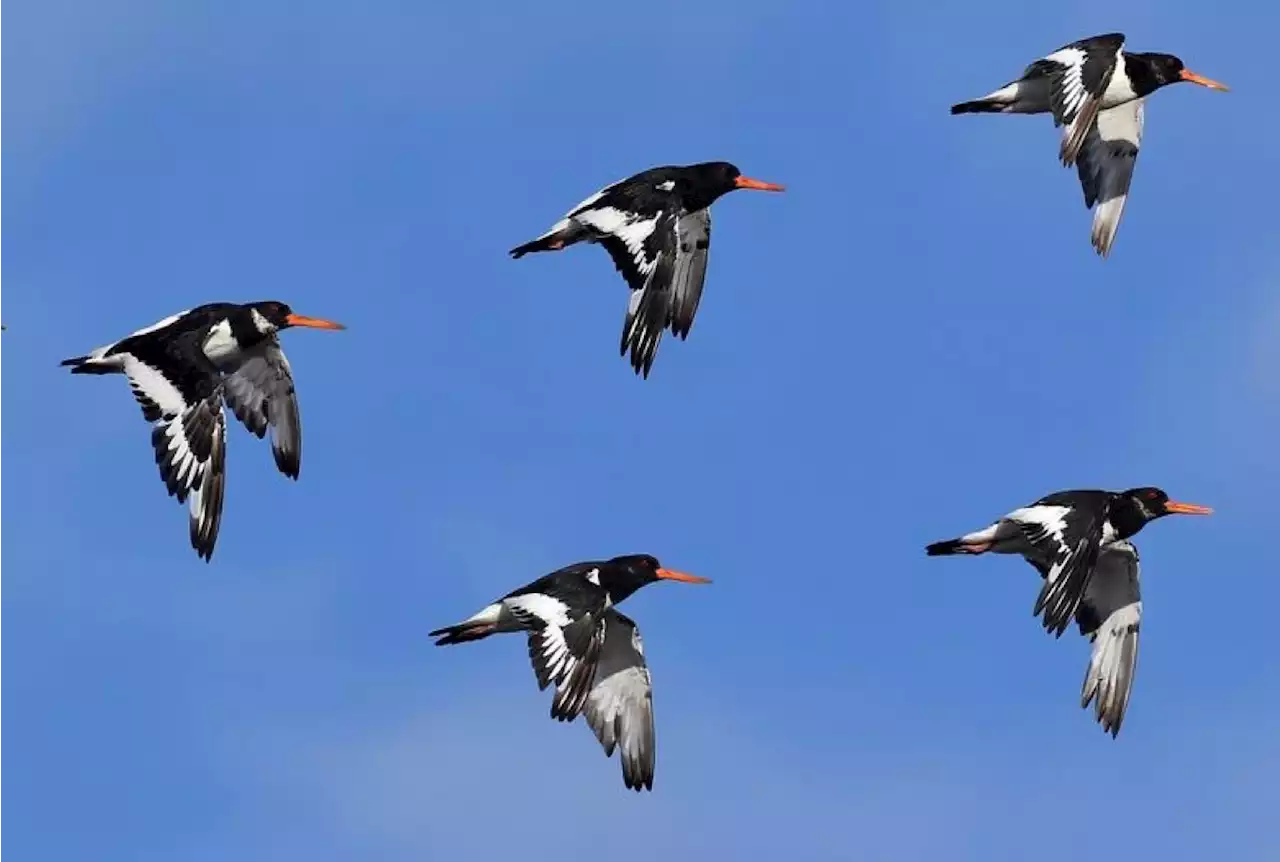 Pollution plastique : tout savoir sur la plasticose, cette nouvelle maladie découverte chez les oiseaux