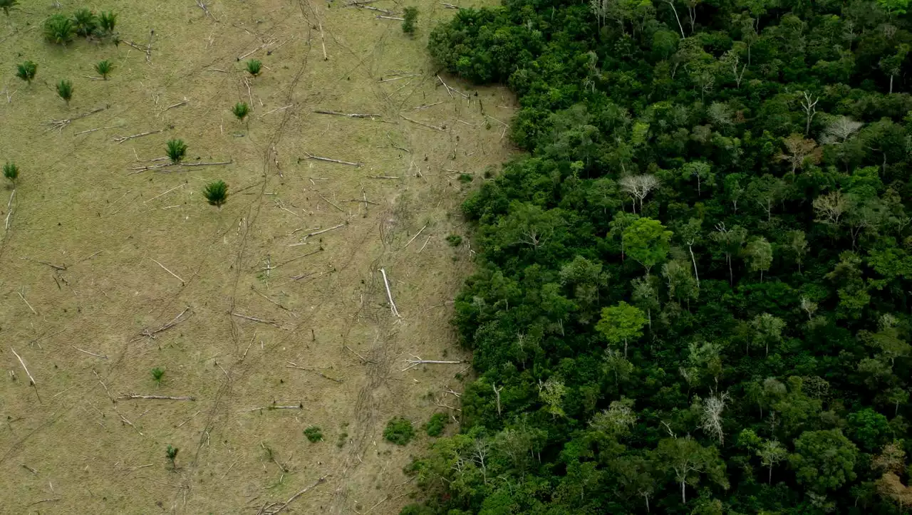 Trotz neuer Regierung: Brasiliens Amazonas-Regenwald schrumpft im Rekordtempo