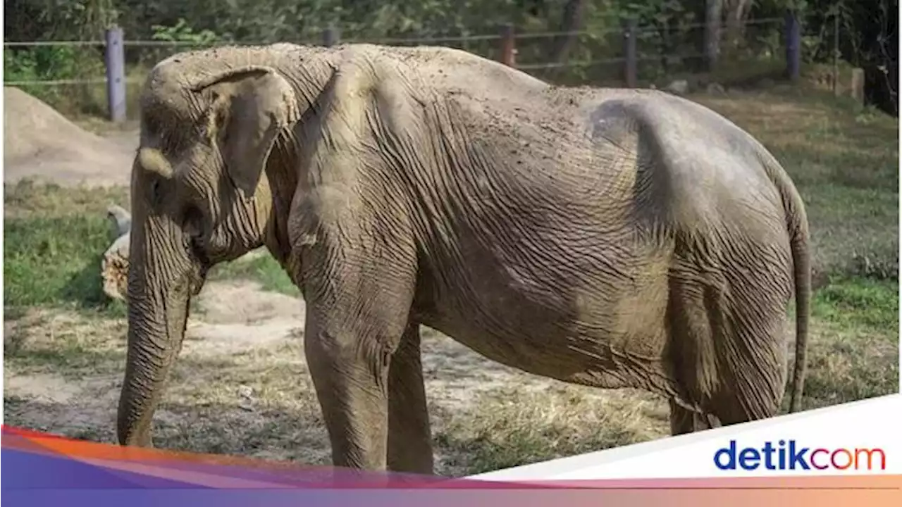 Kasihan...Ngangkut Turis Selama 25 Tahun, Punggung Gajah Ini Rusak