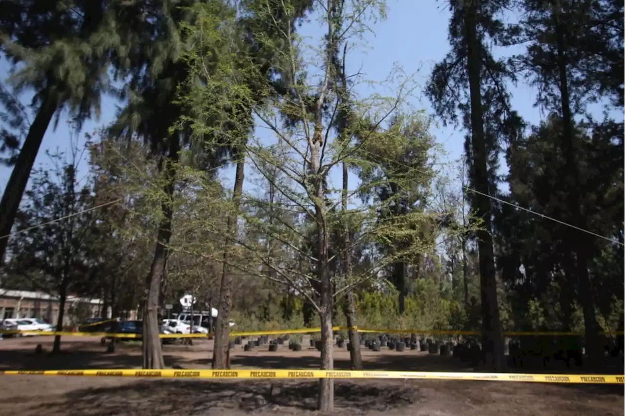 Ahuehuete de Reforma será trasladado a vivero Nezahualcóyotl y llegará otro ejemplar a la Glorieta