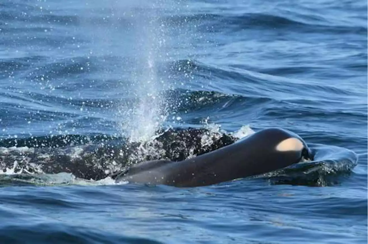 El avistamiento de una orca con una ballena bebé que sorprendió a científicos