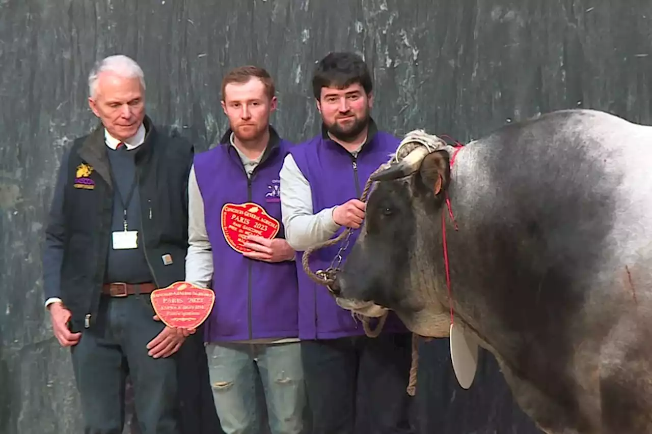 'Beau gosse' de plus d'une tonne, Mars, premier taureau catalan sur le podium du Salon de l'agriculture à Paris