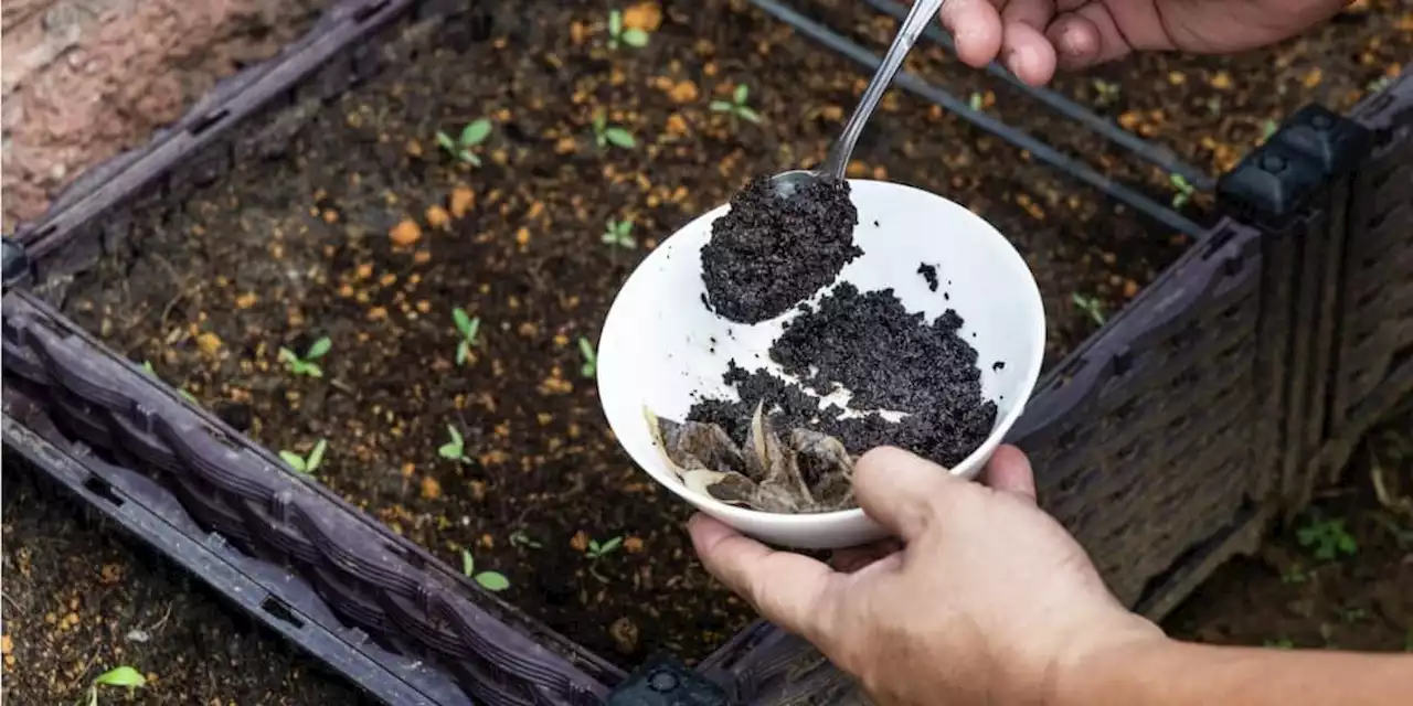 Warum Sie Kaffeesatz auf keinen Fall wegwerfen sollten - Video