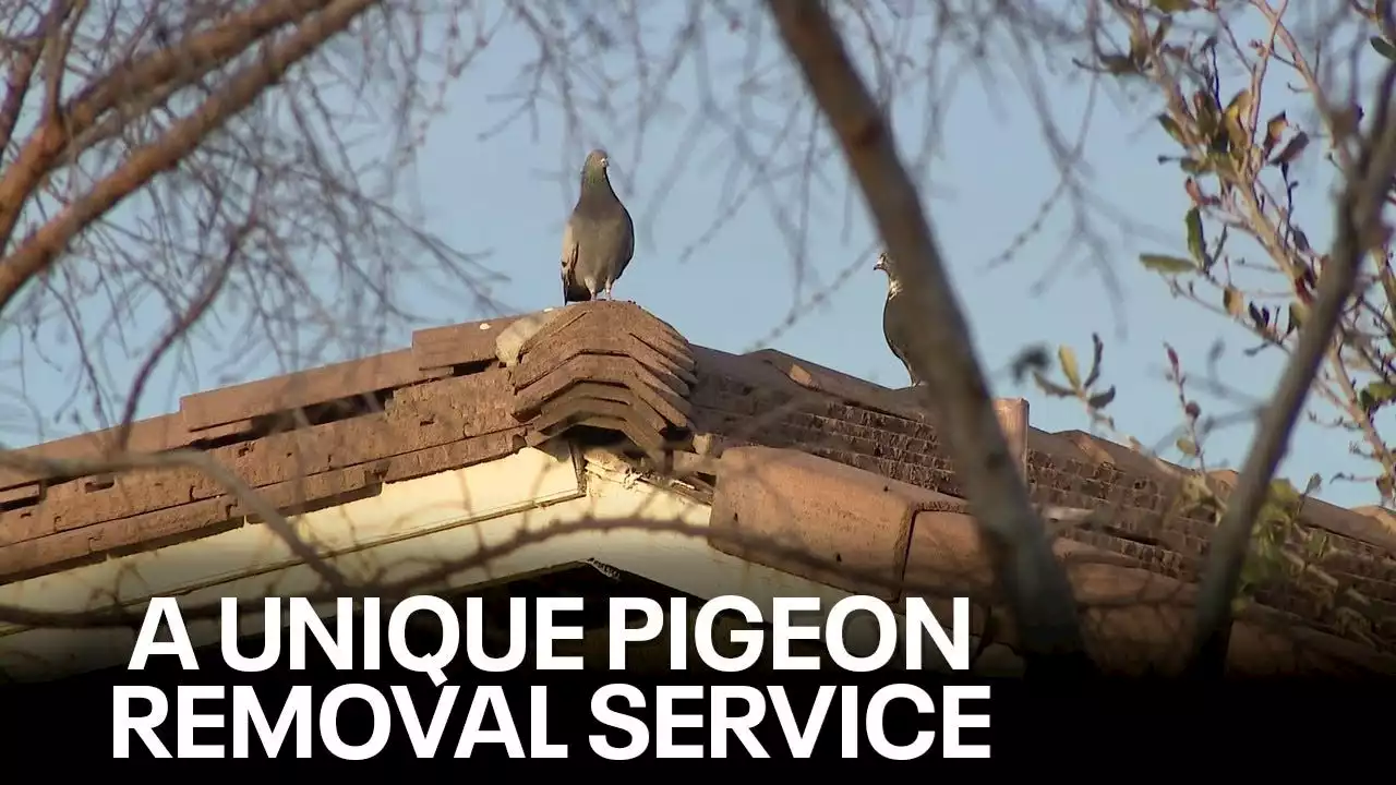 'Tony Hawk' helps Arizona company remove problematic pigeons from homes