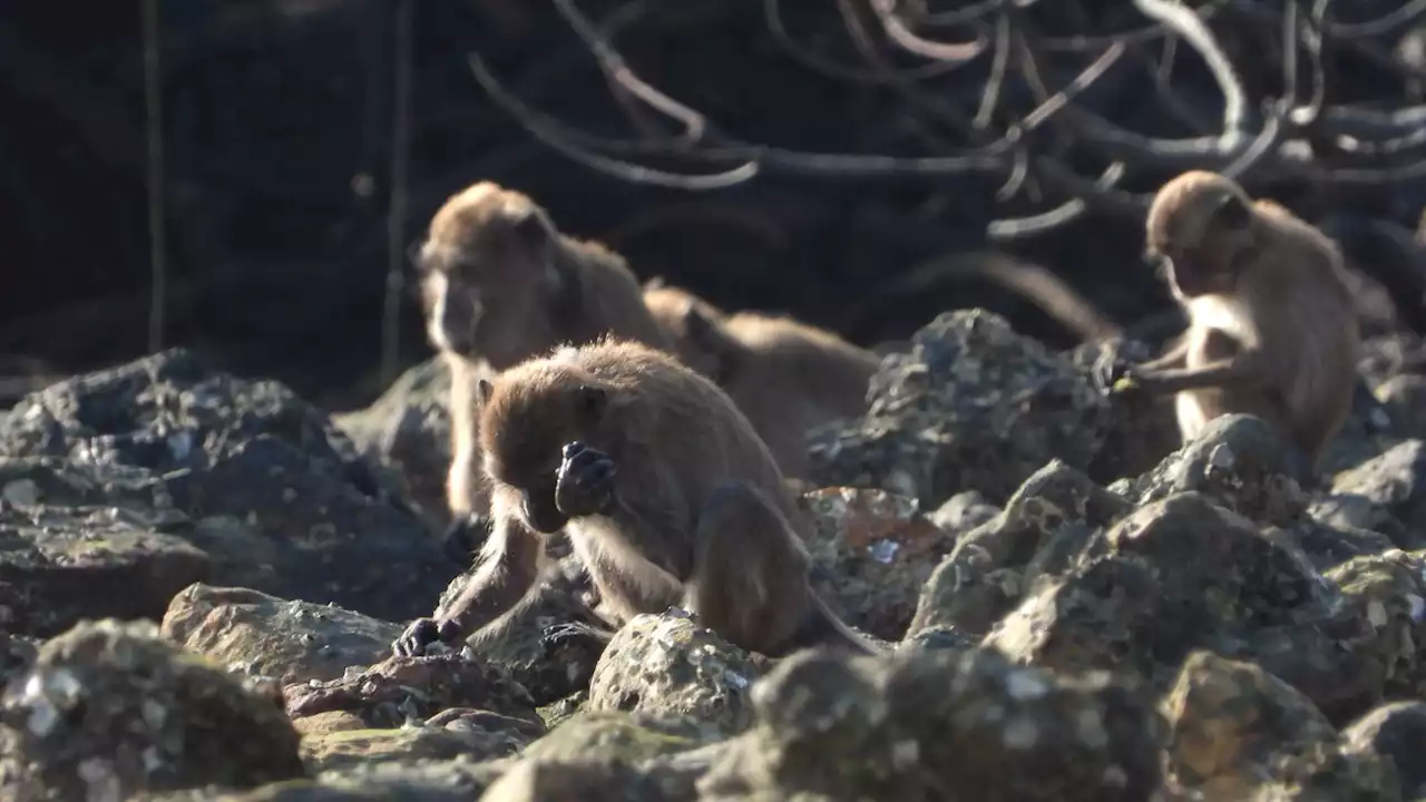 Uh-Oh: Monkeys Make Stone Flakes That Look a Lot Like Human Tools