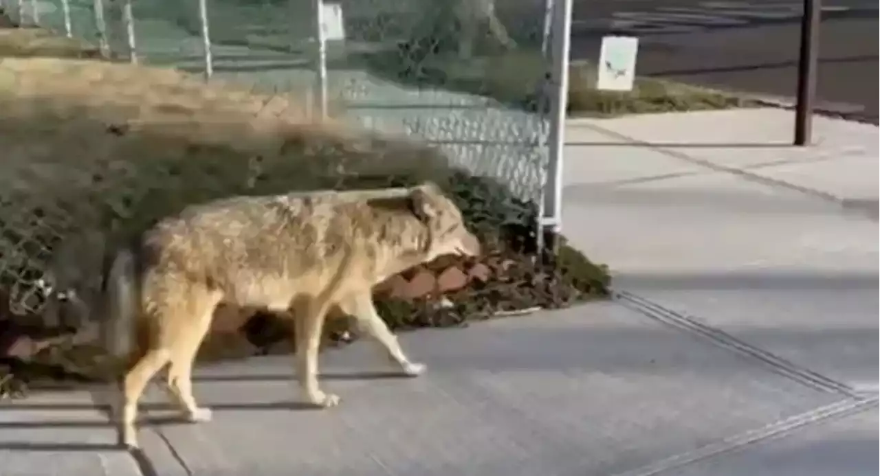 Early Addition: A coyote was walkin' around Queens this week